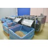 PESATRICE AUTOMATICA DI CASTAGNE SURGELATE